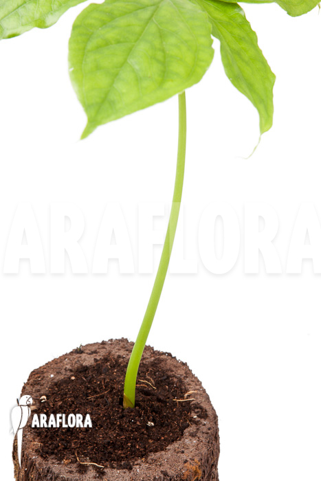 Arisaema filiforme ‚Java‘