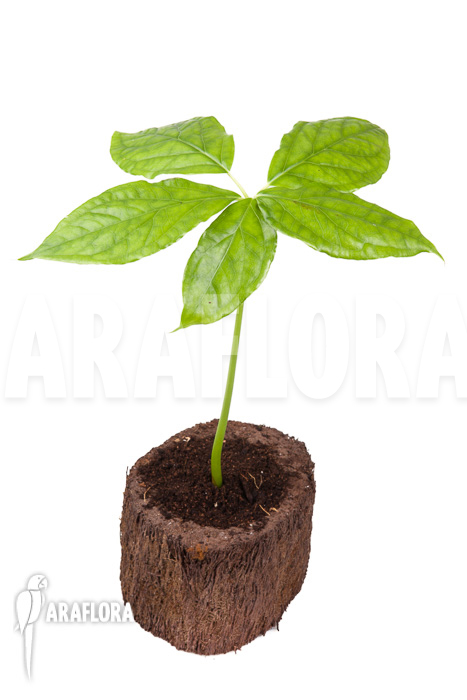 Arisaema filiforme ‚Java‘