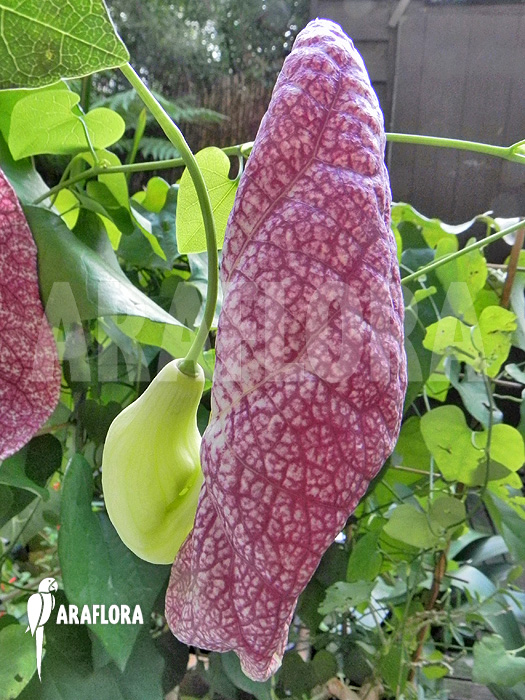 Aristolochia-gigantea-2