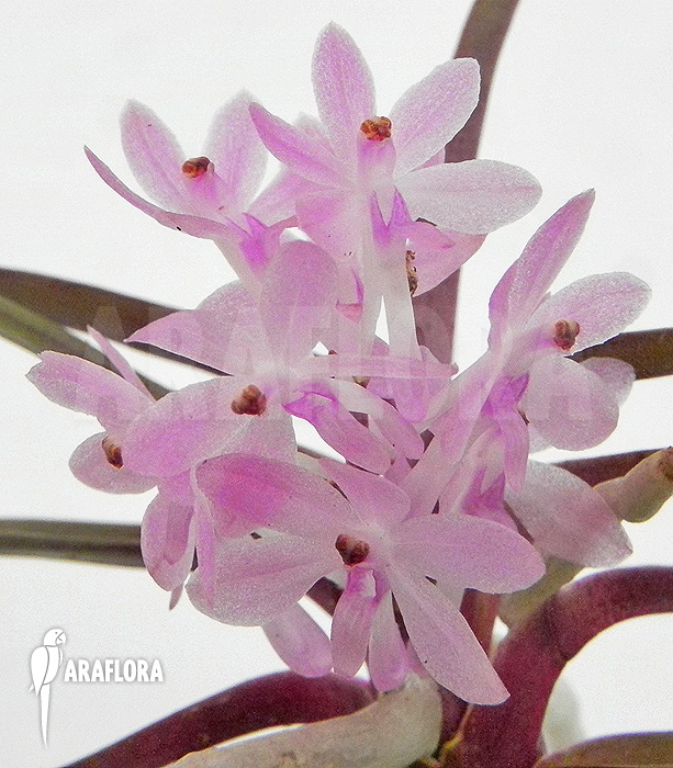 Ascocentrum christensonianum