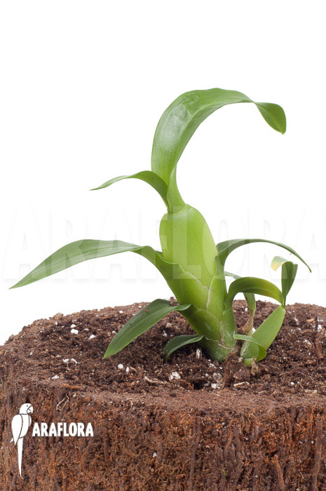 Aspasia lunata ’starter‘