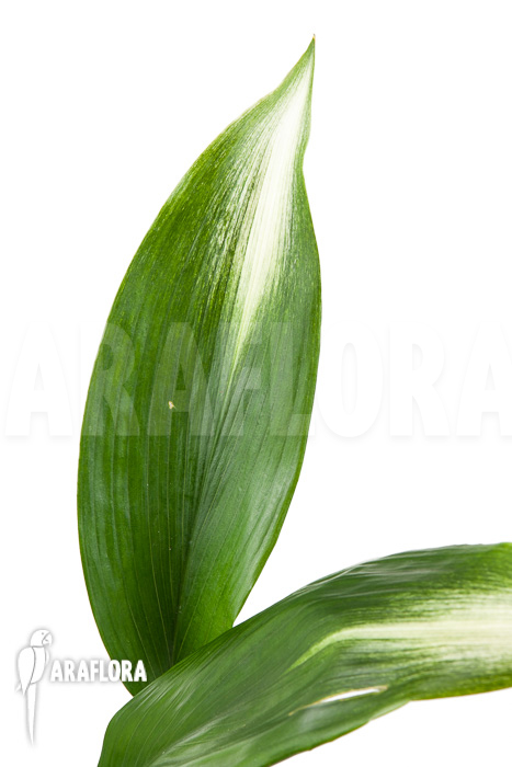 Aspidistra eliator ‚S‘