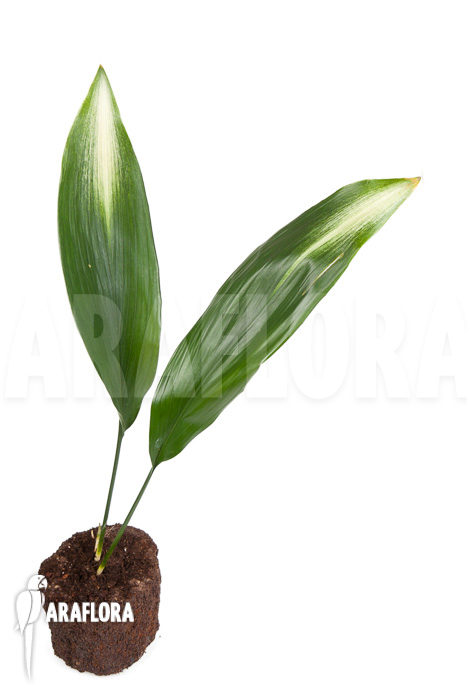 Aspidistra eliator ‚S‘