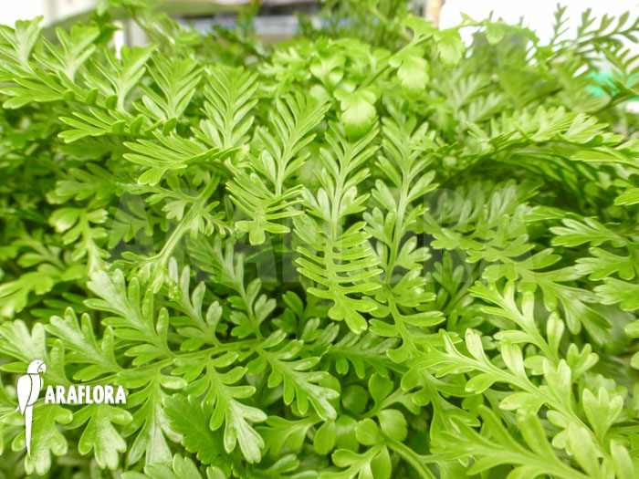 Asplenium dimorphum x difforme