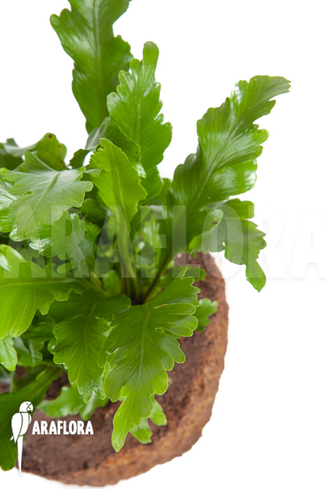 Asplenium nidus ‚Campio‘