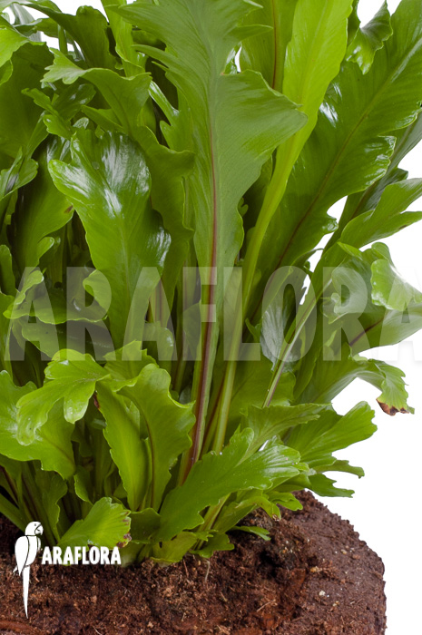 Asplenium nidus ‚Campio‘