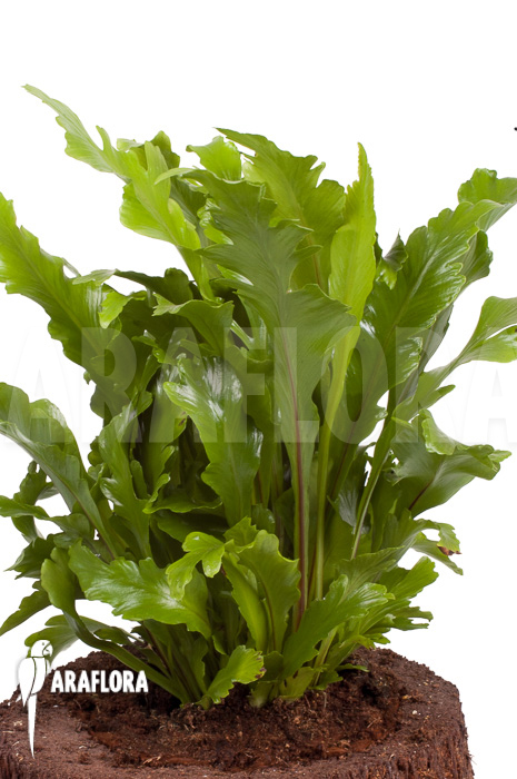 Asplenium nidus ‚Campio‘