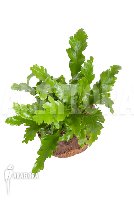 Asplenium nidus ‚Campio‘