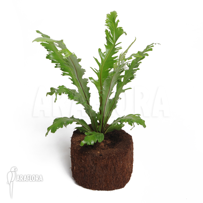 Asplenium nidus var. fimbriatum