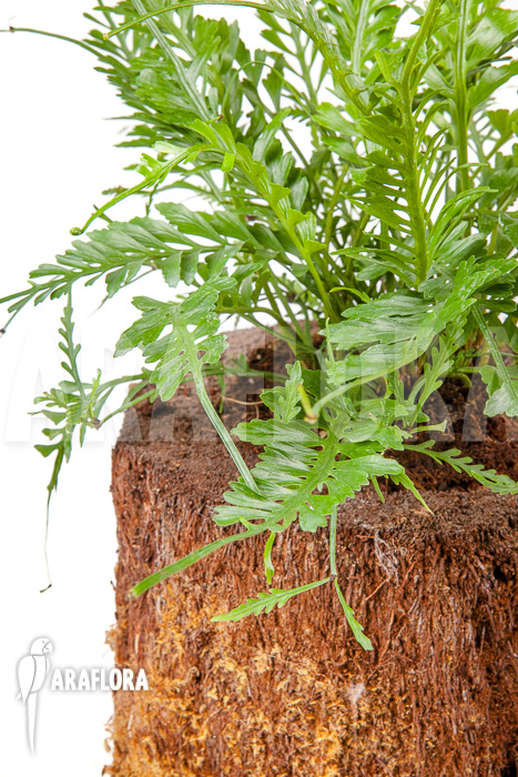 Asplenium x kenzoi L