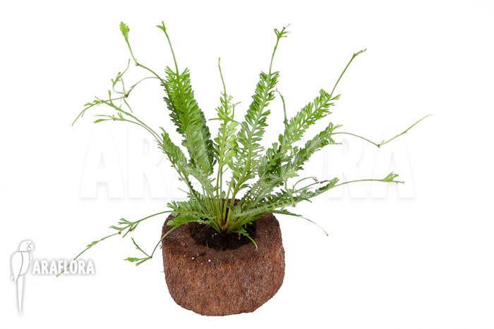 Asplenium x kenzoi  ‚M‘