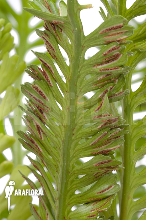 Asplenium x kenzoi  ‚M‘