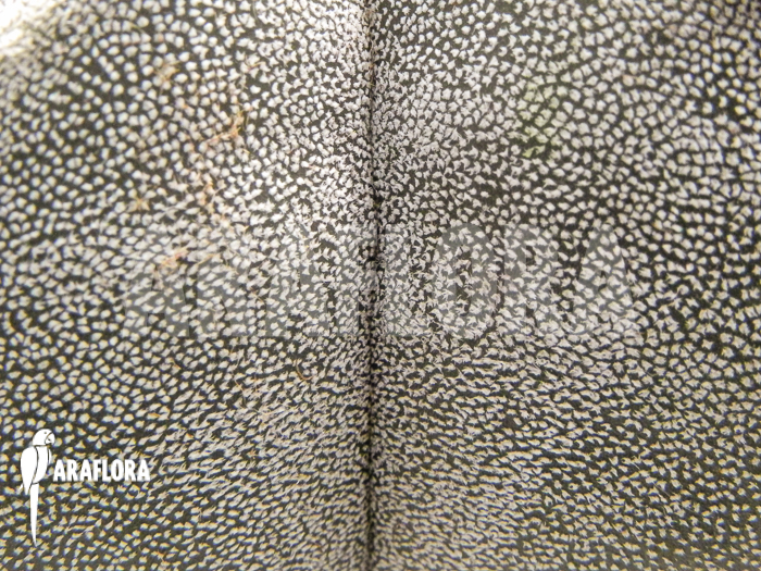 Astrophytum myriostigma