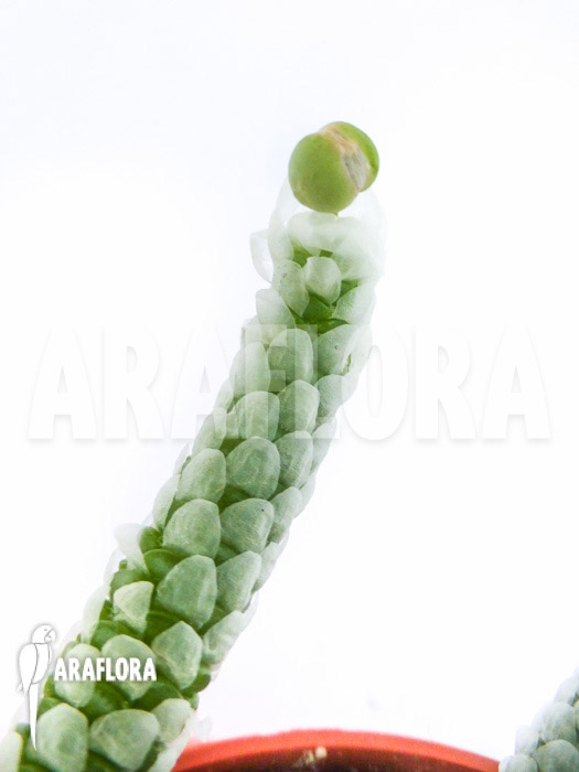 Avonia papyracea ssp namaensis