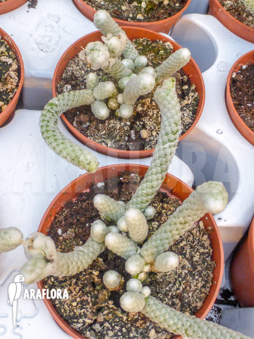 Avonia papyracea ssp namaensis