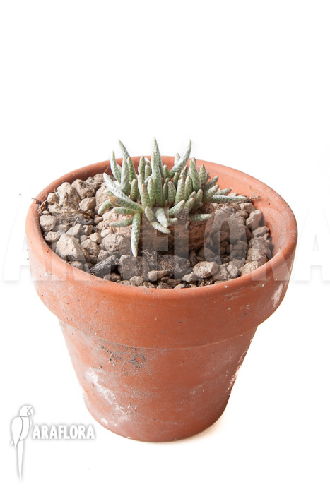 Avonia quinaria ‚S‘