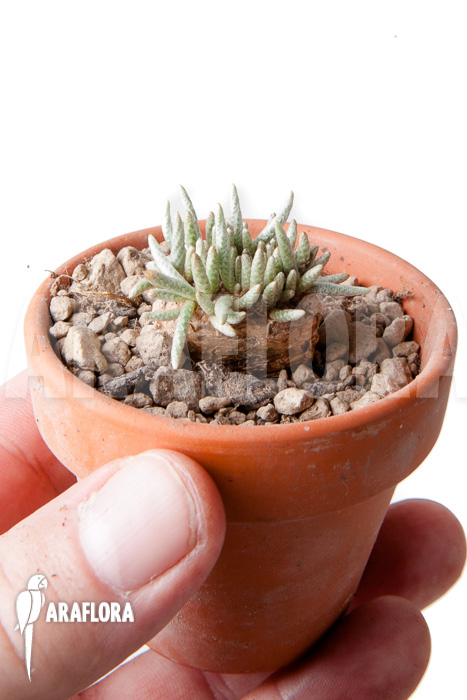 Avonia quinaria ‚S‘