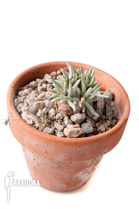 Avonia quinaria ‚S‘