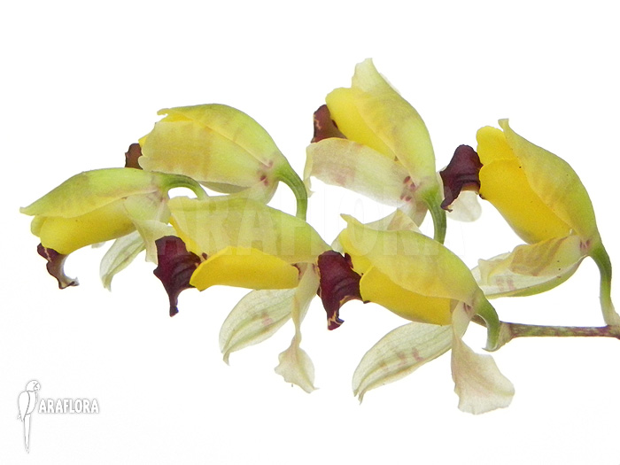 Baptistonia echinata