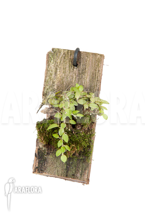 Barbosella gardneri ‚Starter‘