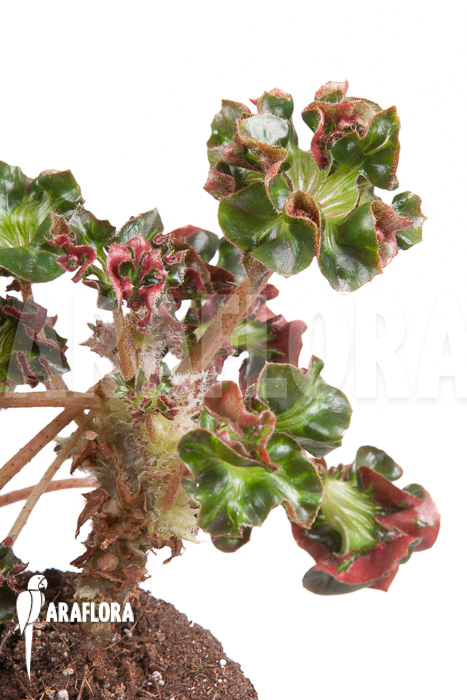 Begonia ‚Cathedral‘ ‚Starter‘