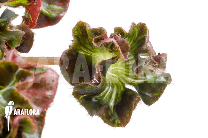 Begonia ‚Cathedral‘ ‚Starter‘