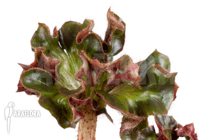 Begonia ‚Cathedral‘ ‚Starter‘