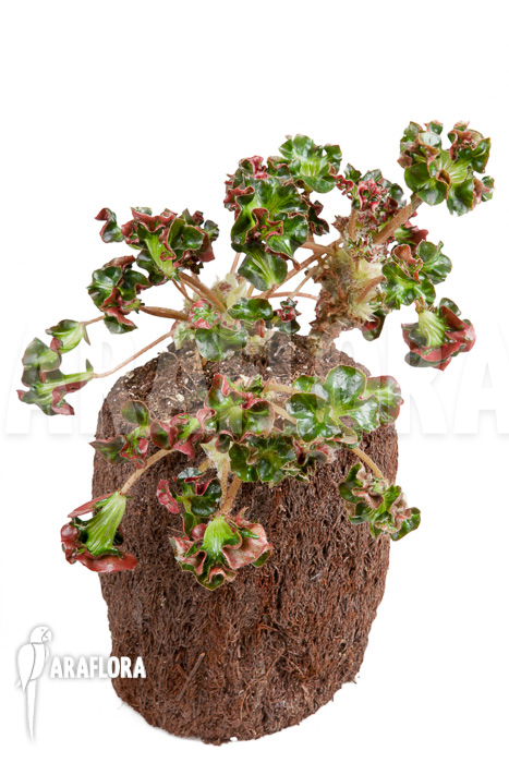 Begonia ‚Cathedral‘ ‚Starter‘