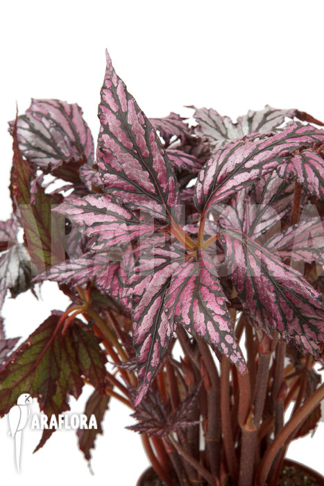 Begonia ‚Supernova‘