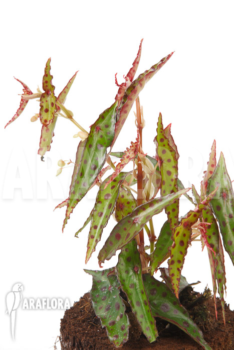 Begonia amphioxus ‚Butterfly‘ ‚L‘