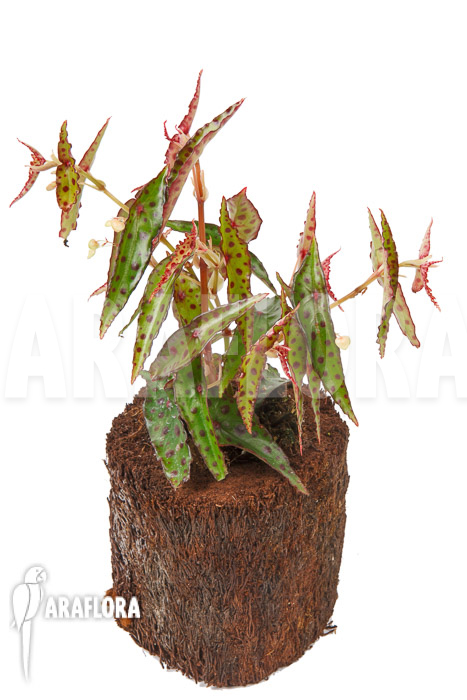 Begonia amphioxus ‚Butterfly‘ ‚L‘