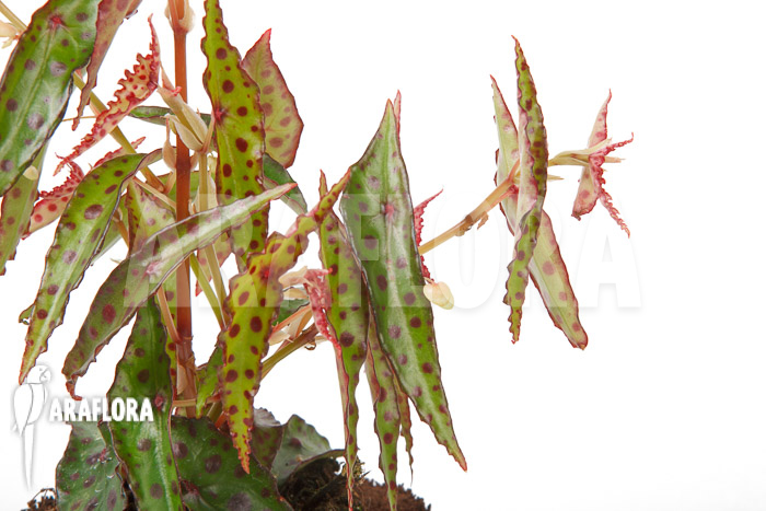 Begonia amphioxus ‚Butterfly‘ ‚L‘