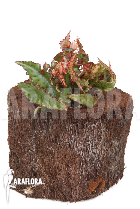 Begonia amphioxus ‚Starter‘