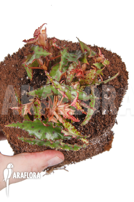Begonia amphioxus ‚Starter‘