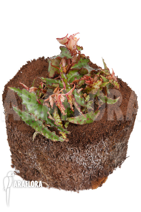 Begonia amphioxus ‚Starter‘