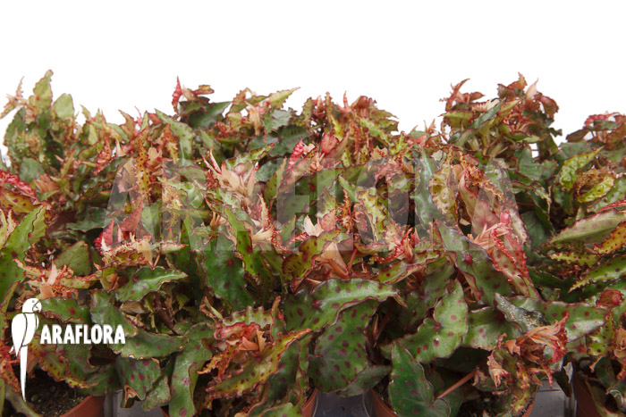 Begonia amphioxus ‚Starter‘