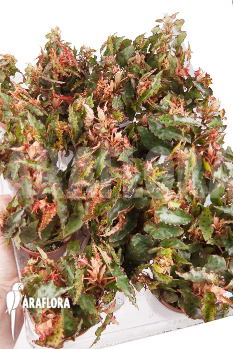 Begonia amphioxus ‚Starter‘