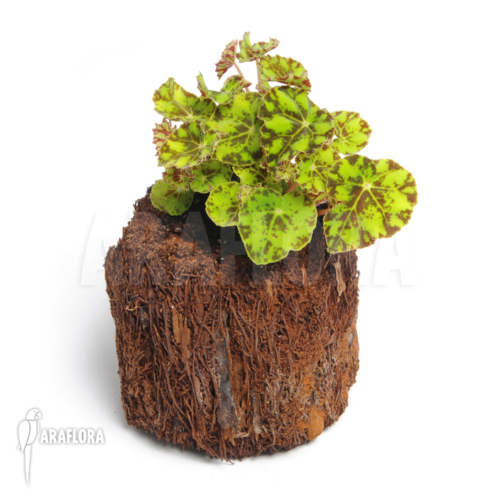 Begonia bowerae ‚Tiger‘