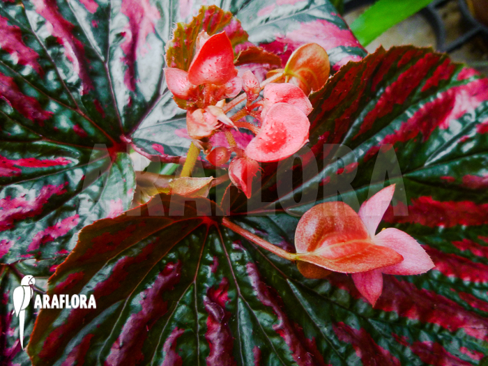 Begonia brevirimosa subsp exotica