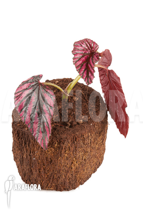 Begonia brevirimosa subsp exotica “Starter”