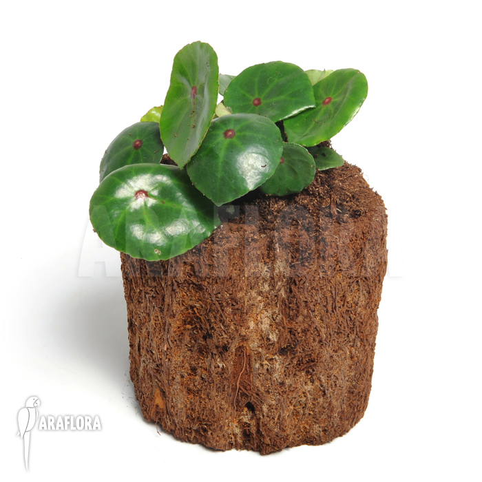 Begonia conchifolia var. Rubrimacula