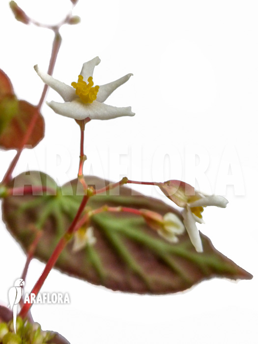 Begonia dietrichiana flower