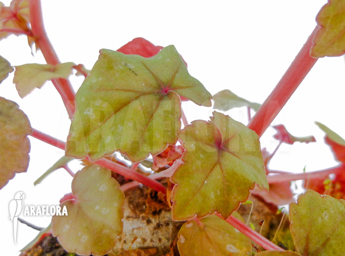 Begonia dregei