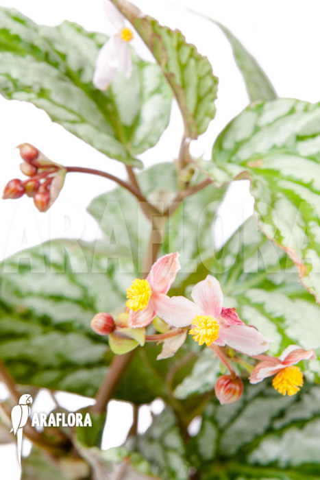 Begonia hatacoa flower