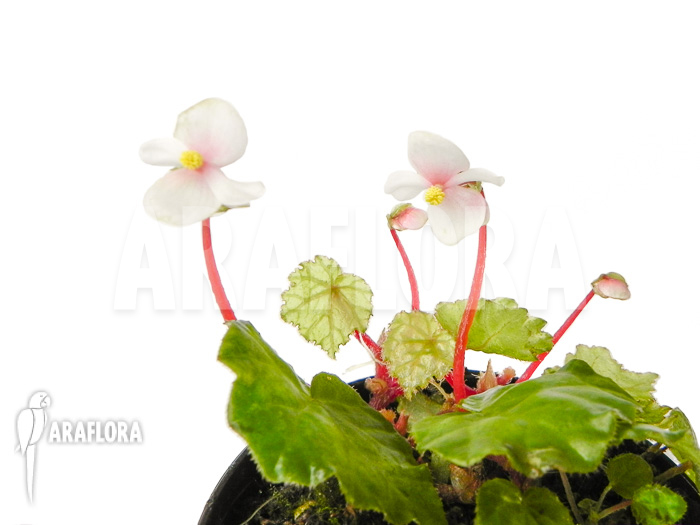 Begonia ionophylla
