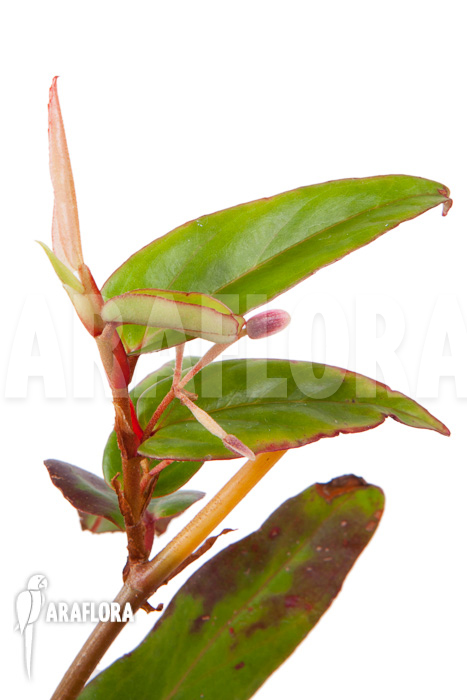 Begonia komoensis rooted cutting