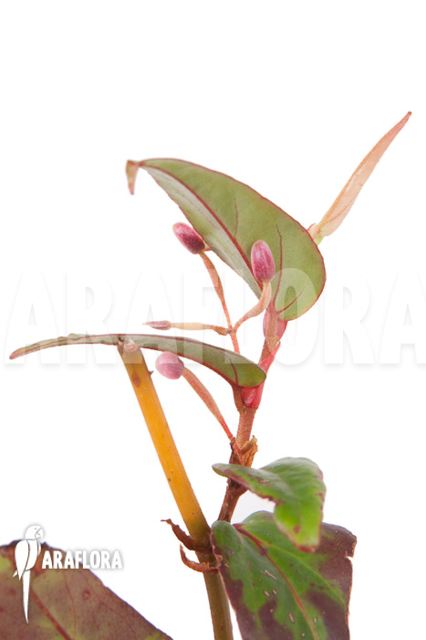 Begonia komoensis rooted cutting