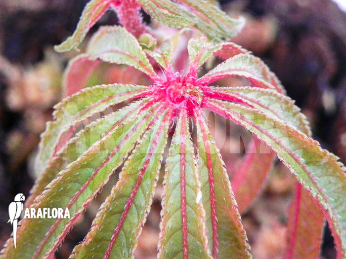 Begonia luxurians ‚Starter‘