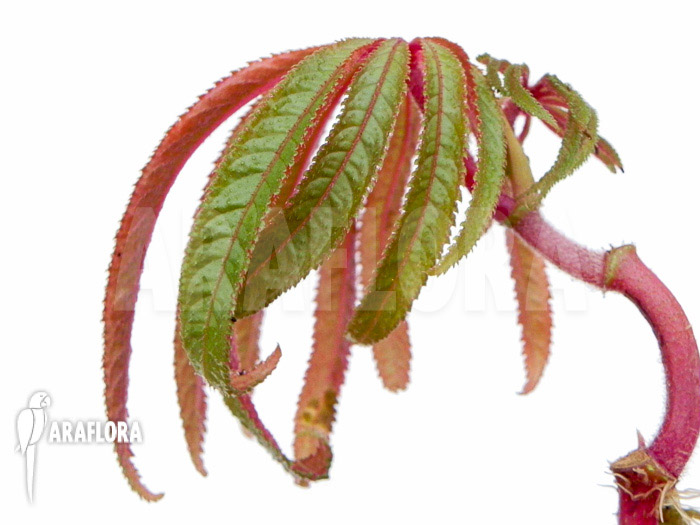 Begonia luxurians ‚Starter‘
