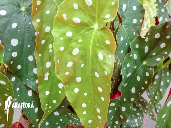 Begonia maculata